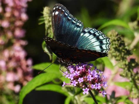 Red Spotted Purple Butterfly Jonathan Bloy