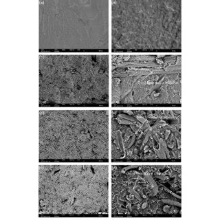 Sem Micrographs Of Fracture Surface Of A Neat Materbi B