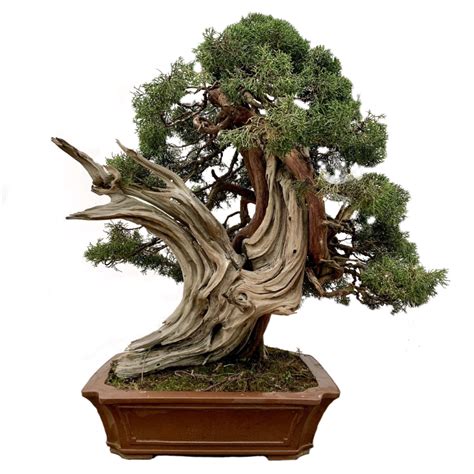 Bonsai Trees Herons Bonsai Trees Online Indoor Bonsai And Outdoor