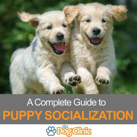 How To Socialize A Puppy A Complete Guide And Checklist