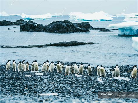 Penguins walking on snow — travel, fauna - Stock Photo | #171467848