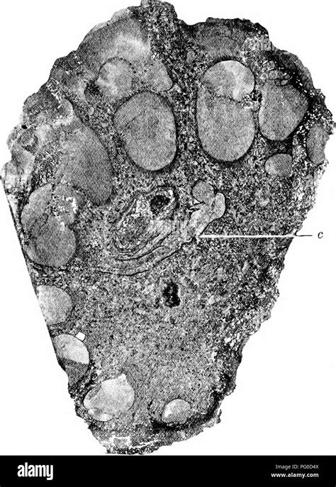 Fossil Plants For Students Of Botany And Geology Paleobotany 146