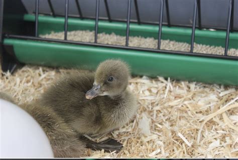 Ark Kings Academy On Twitter See The Adorable Baby Duckling In Our