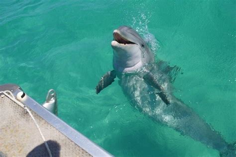 2023 Swim With The Dolphins Boat Tour In Panama City Beach