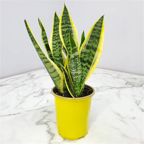 Futura Superba Snake Plant For Sale Sansevieria Plant