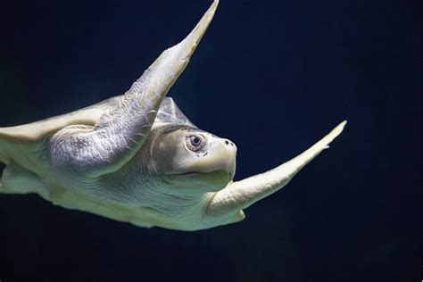 Pecorino Says Cheese Rescued Sea Turtle At National Aquarium