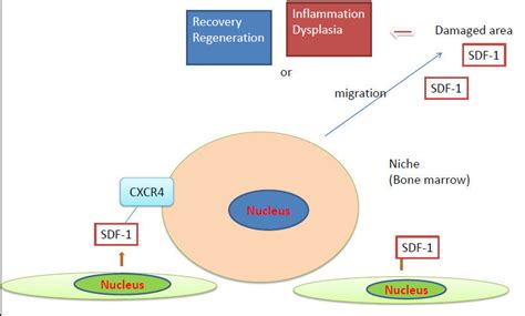 Action Of Stromal Cell Derived Factor Sdf Cxcr Axis In Damaged