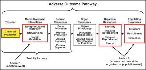 Adverse Outcome Pathways A Conceptual Framework To Support