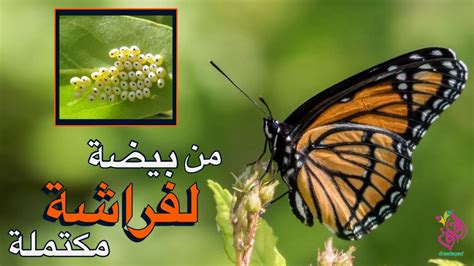 دورة حياة الفراشة مراحل نمو الفراشة بيضة يرقة شرنقة فراشة