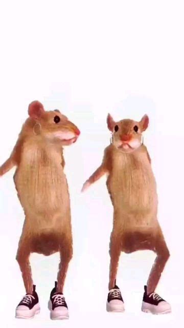 El Mismo Video De Las Ratitas Bailando On Instagram Rata De Dos Patas