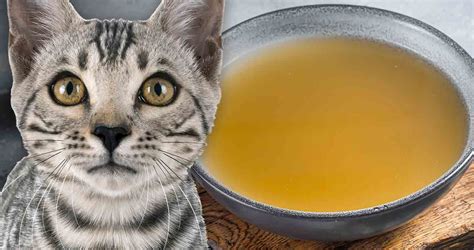 Cat Broth Benefits And How To Make Bone Broth For Cats
