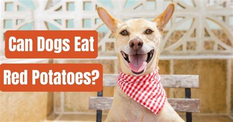 Can Dogs Eat Potato Chips 7 Hidden Hazards For Your Hound Dog