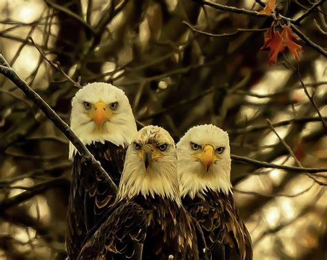 Three Bald Eagles Photograph By Franklin Baker Pixels