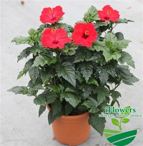 Гибискус (Китайская Роза). Купить Гибискус (Китайская Роза) в Киеве ...