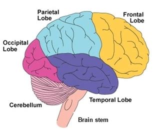Cerebrum - BRAIN BRIEFING