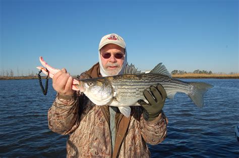 Albemarle Sound Fishing Report - FISHING ROT