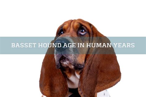 Basset Hound Age In Human Years Calculate Basset Hound Human Age