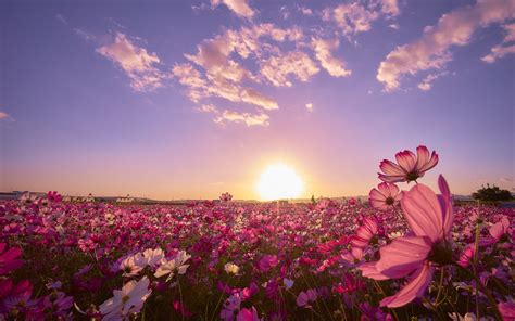 Free photo: Pink Flower Field - Background, Field, Plants - Free ...