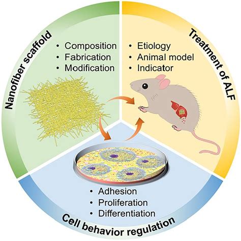Ana Leite Oliveira on LinkedIn: Nanofiber Scaffold-Based Tissue ...