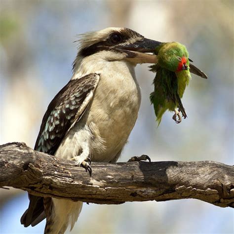 The Kookaburra