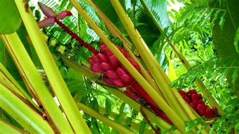 Red Banana Tree Hilo Hawaii Red Banana Tree Banana Tree Tropical