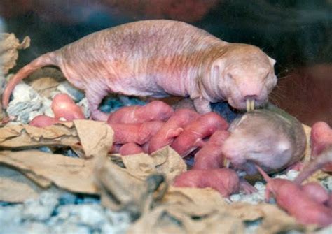 Pacific Science Center Life Sciences Life As A Baby Naked Mole Rat