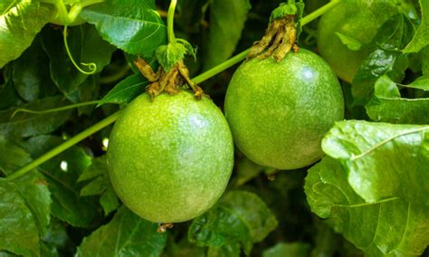 Granadilla proprietà e usi in cucina del frutto esotico