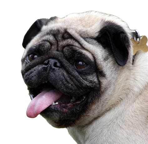 Hd Wallpaper Fawn Pug Dog Isolated White Background Animal Pet