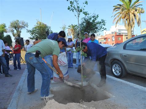 Plantas Solución A La Contaminación El Siglo De Torreón