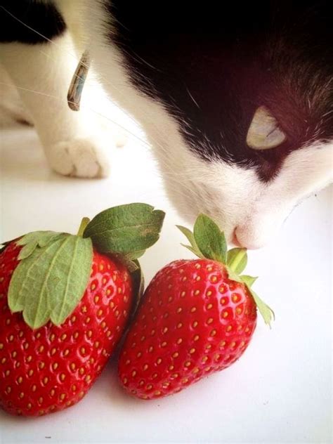 Corporation Cats Strawberries And Cream Strawberry Cats