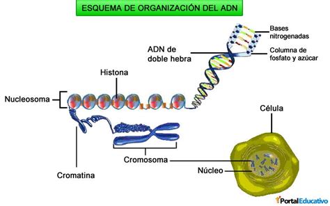 Organización del ADN