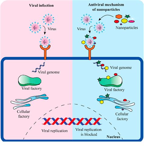 Figure 2 from Nanoparticles as antimicrobial and antiviral agents: A ...