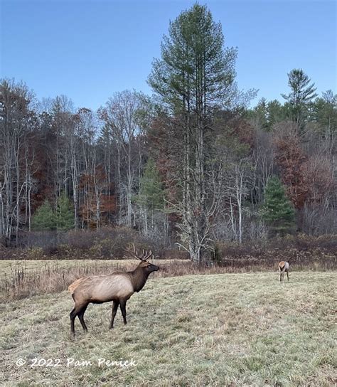 Elk Watching In Cataloochee Valley Digging