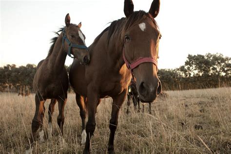 Se Confirm Un Caso De Encefalitis Equina Del Oeste En Humanos