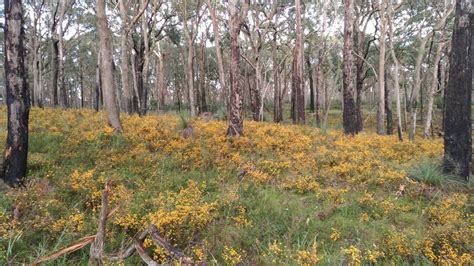 Woowookarung Regional Park - Mount Clear VIC 3350, Australia