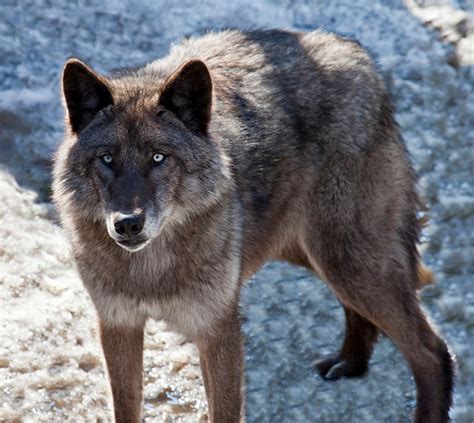 Alaskan Tundra Wolf (Canis lupus tundrarum) — 'Souls Wiki