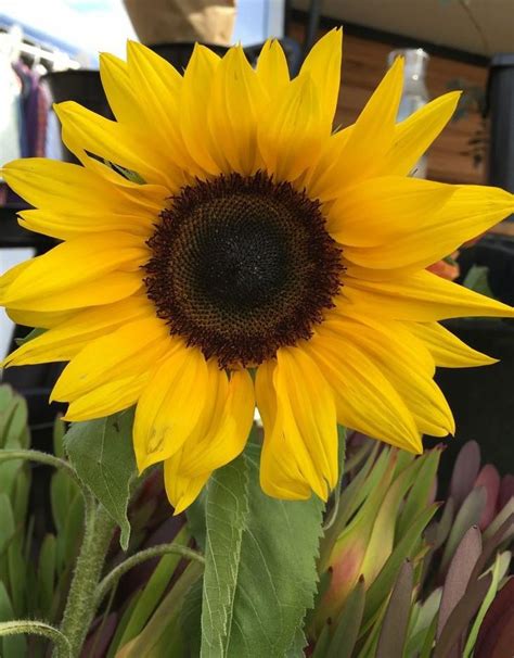 Yellow Sunflower : r/flowers