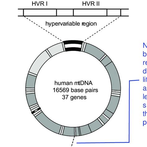 1 Diagram Of Human Mitochondrial Dna Showing The Position Of The