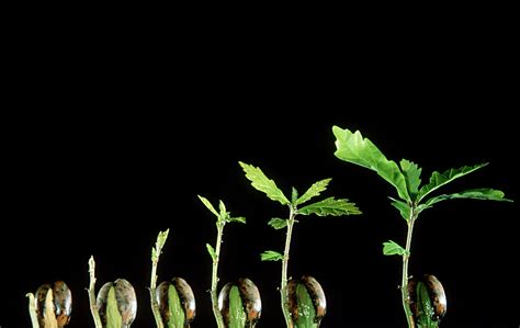 Watching Time-Lapse Video of Plants Growing Is Oddly Comforting