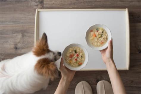 犬がご飯を食べない時の対処法とは？ 原因と家庭でてきる対策 犬 All About