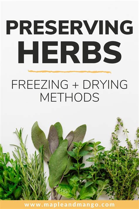 Freezing And Drying Herbs 2 Easy Ways To Preserve Fresh Herbs Maple