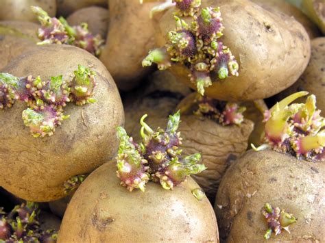 How To Grow Potatoes At Home The Kitchen Garten