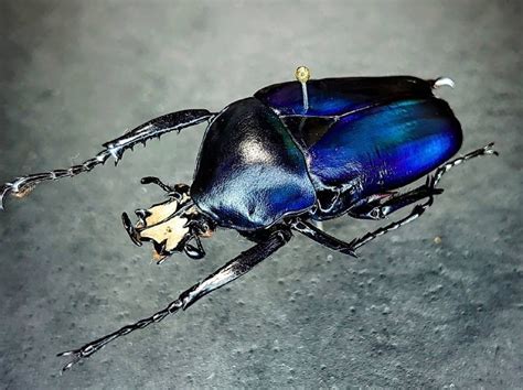 The Japanese Collected A Collection Of Dung Beetles Collected By Color