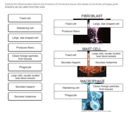 Connective Tissue Flashcards Quizlet