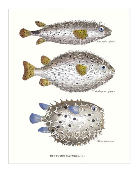 Puffer Fish Print Historie Naturelle Showing 3 Types Of Puffer Fish