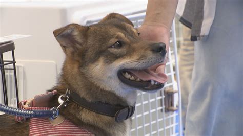 香川県の犬の殺処分が「再び」全国最多に高松市で保護犬・保護猫の譲渡会 香川県「譲渡だけでは解決しない」 Ksbニュース Ksb瀬戸