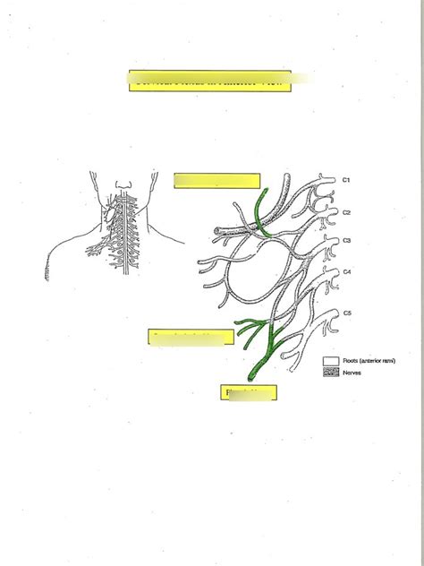 Cervical Plexus In Anterior View Diagram Quizlet