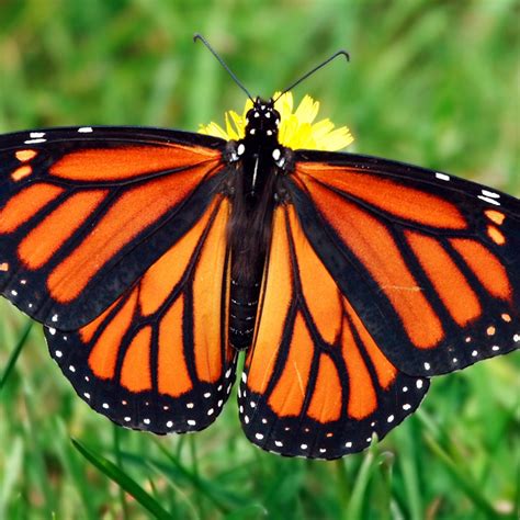 Pretty Monarch Butterfly