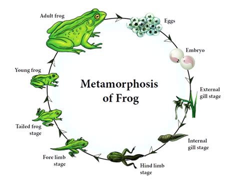 Frog Reproductive System W3schools