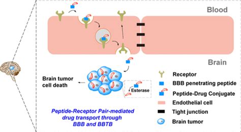 BloodBrain Barrier And BloodBrain Tumor Barrier Penetrating Peptide